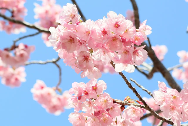 コムデギャルソンが日本のブランドだと桜で表現