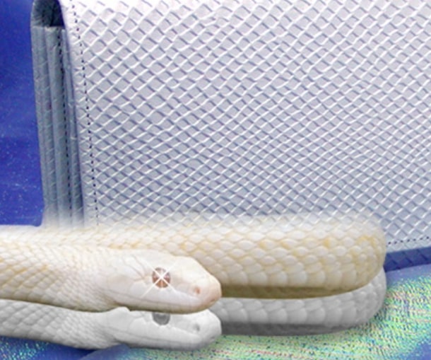 白蛇と長財布